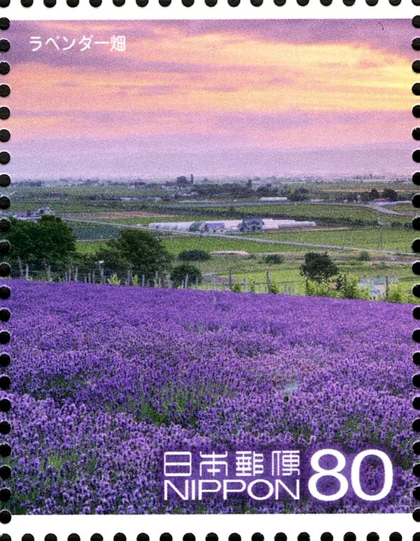 Fields of Lavender, Furano