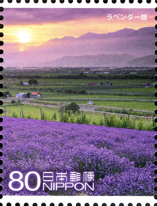 Fields of Lavender, Furano