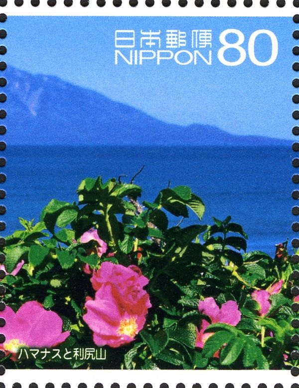 Rosa Rugosa and Mount Rishiri, Toyotomi-cho, Teshio District
