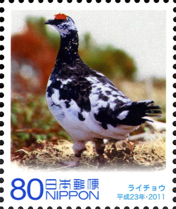 Rock Ptarmigan (Lagopus Mutus)