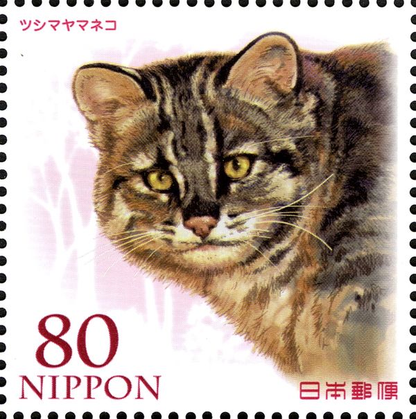 Amur Leopard Cat (Prionailurus bengalensis euptilurus)