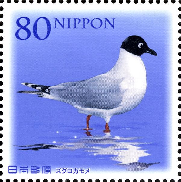 Saunder's Gull (Saundersilarus saundersi)