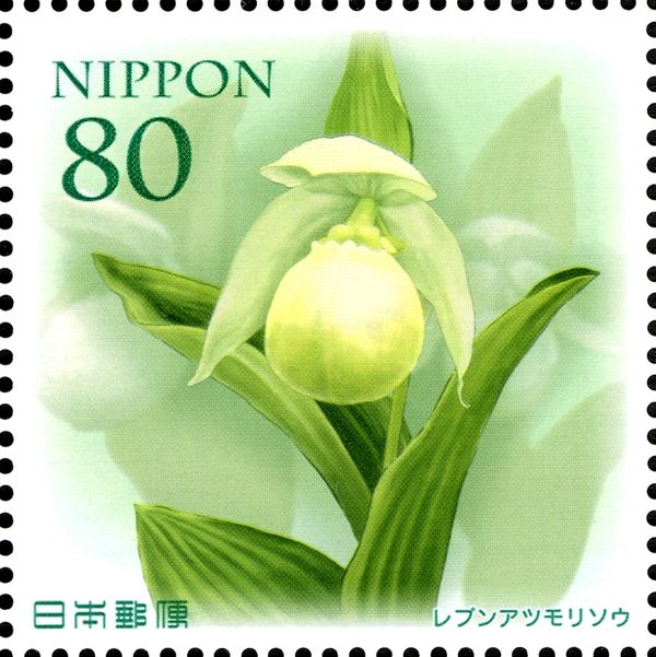 Cypripedium macranthos var. rebunense