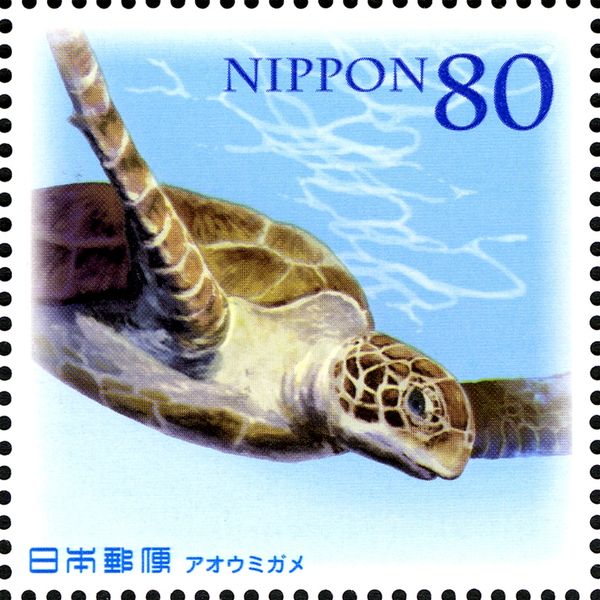 Green Sea Turtle (Chelonia mydas)