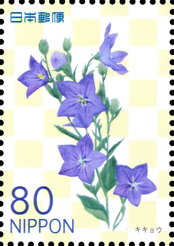 Platycodon grandiflorus