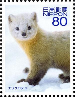 Hokkaido Sable (Martes zibellina brachyuran)
