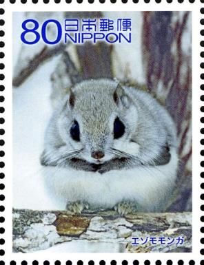 Siberian Flying Squirrel (Pteromys volans)