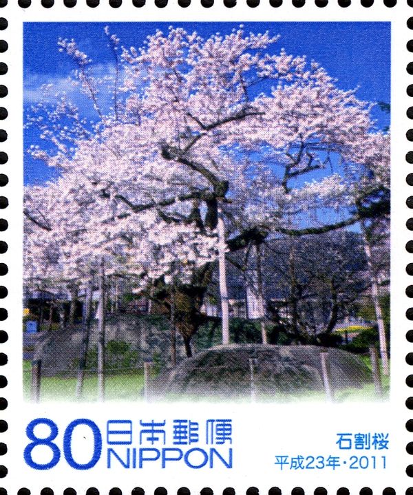 Blooming Cherry Trees (Ishiwari-zakura)