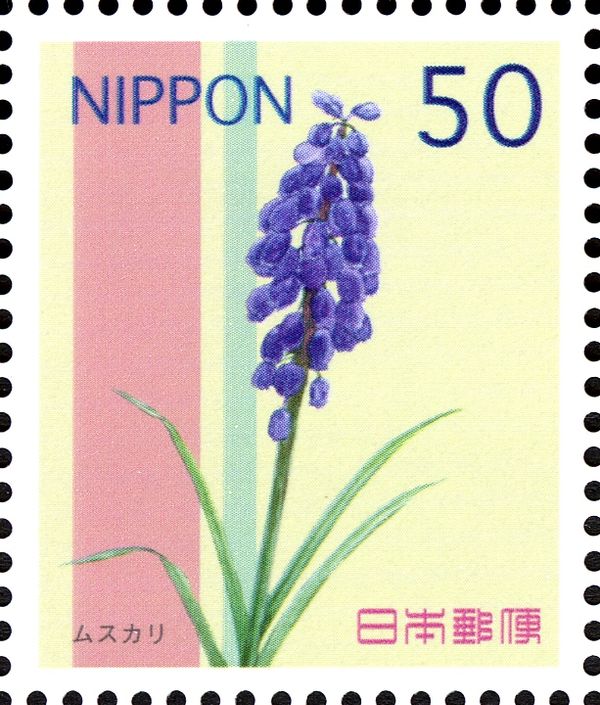 Grape Hyacinth