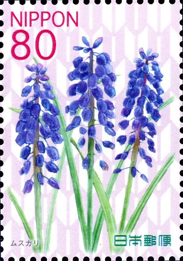 Muscari