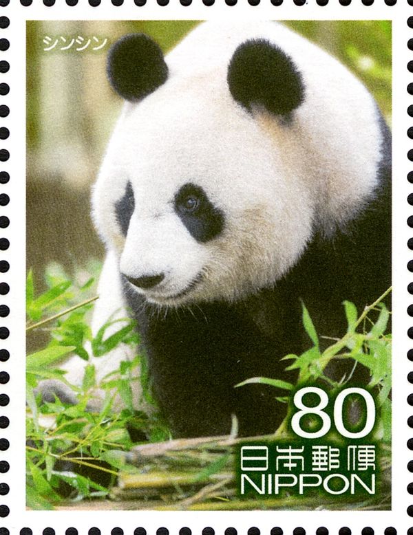 Giant Panda “Shin Shin” (Ailuropoda Melanoleuca), Ueno Zoo