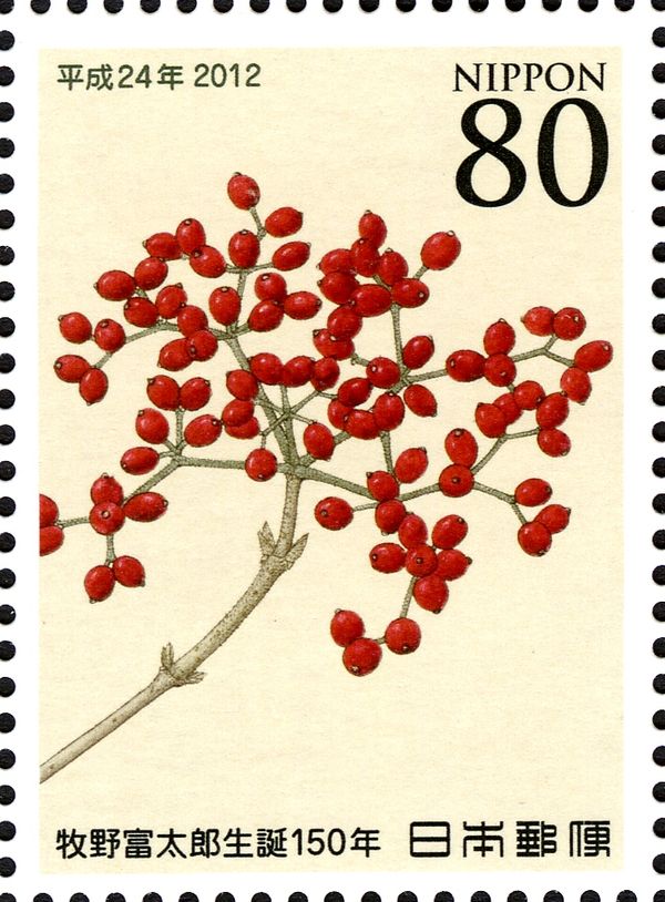 Viburnum dilatatum