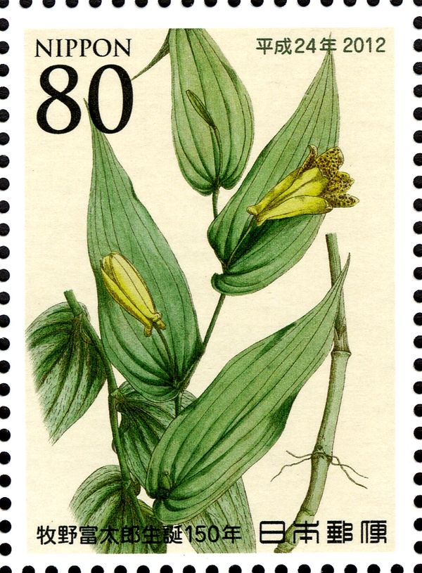 Tricyrtis ishiiana
