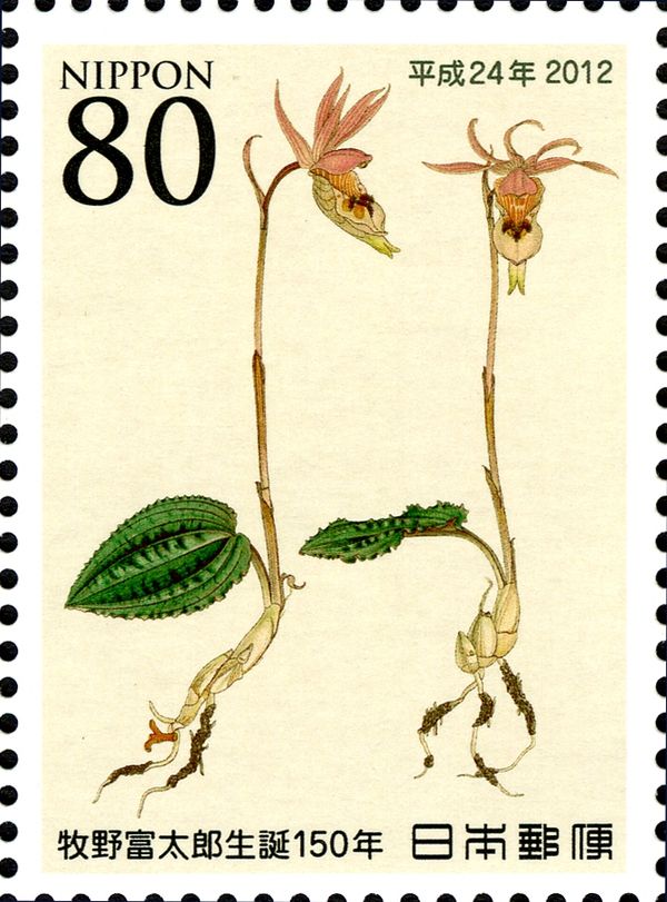 Calypso bulbosa