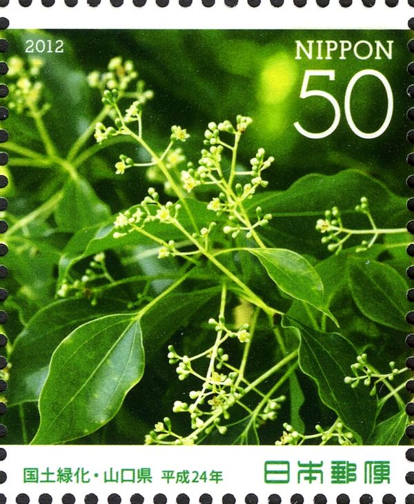 Cinnamomum camphora