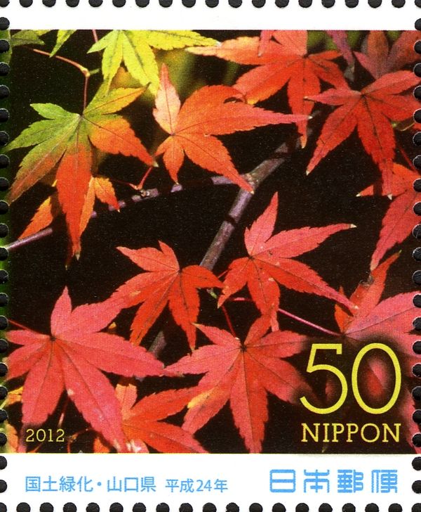 Acer palmatum