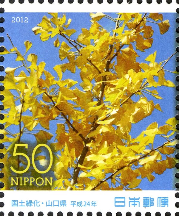 Ginkgo biloba