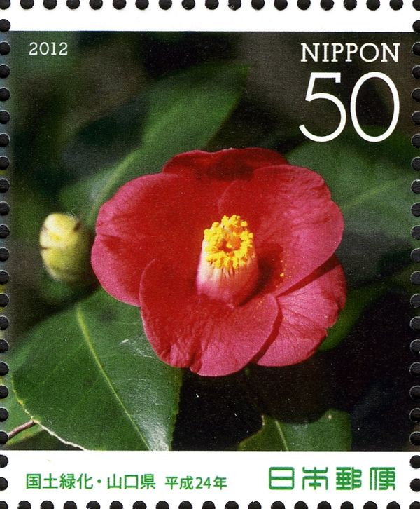 Camellia japonica