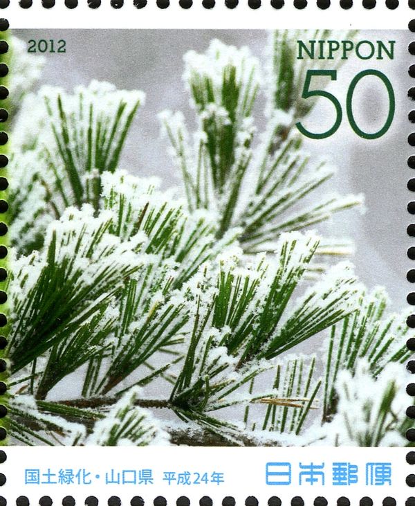 Pinus densiflora