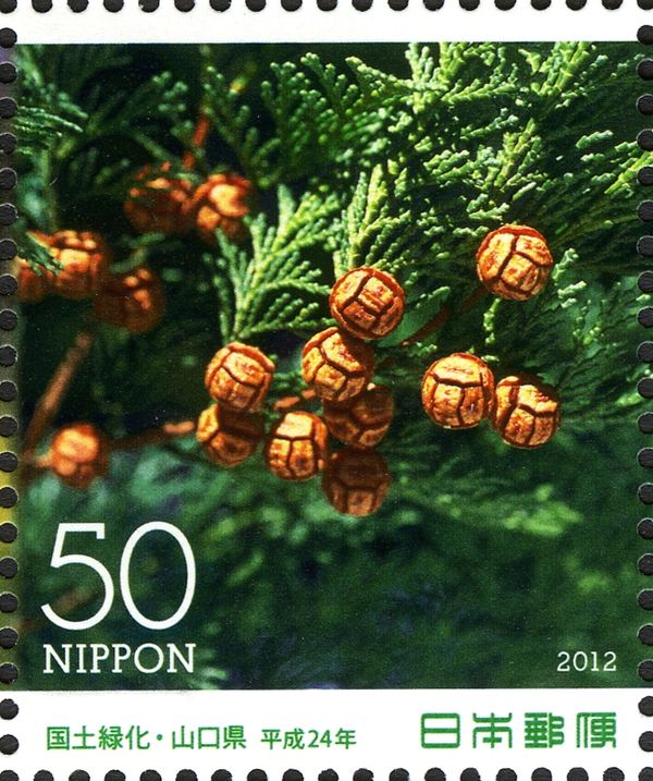 Chamaecyparis obtusa