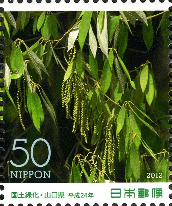 Bamboo