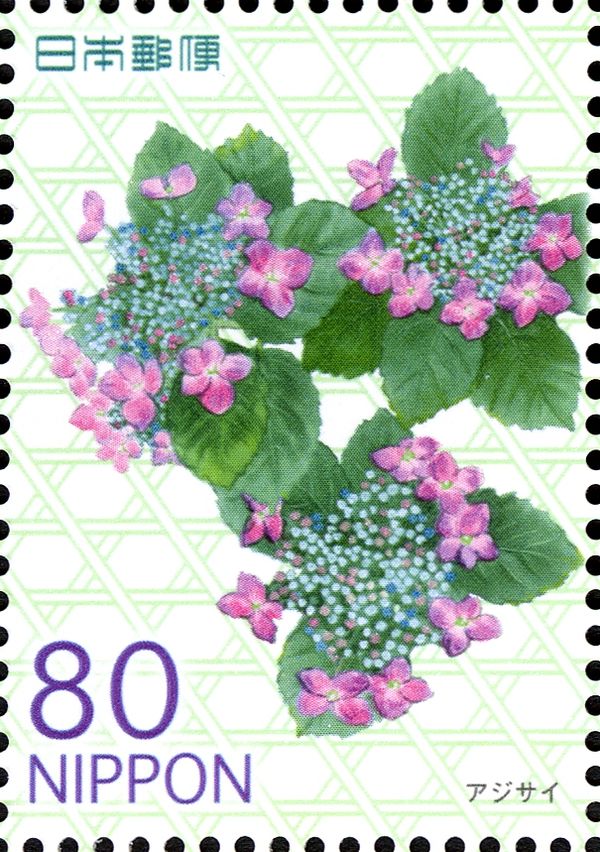 Hydrangea