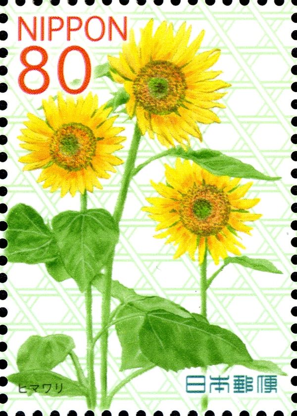 Helianthus annuus