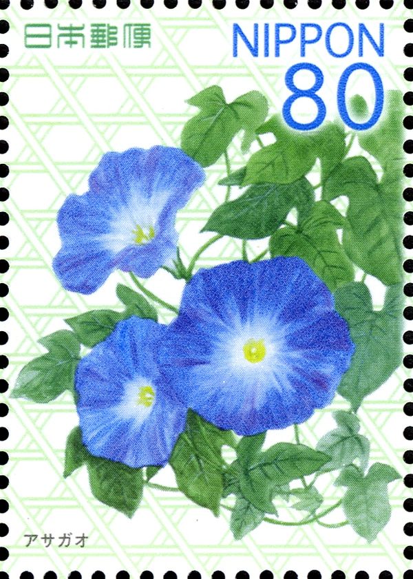 Ipomoea nil