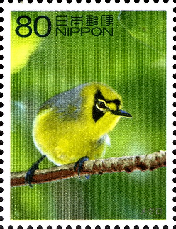 Bonin White-eye (Apalopteron familiare)