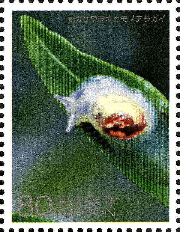 Land Snail (Boninosuccinea ogasawarae)
