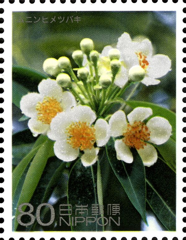 Schima Mertensiana
