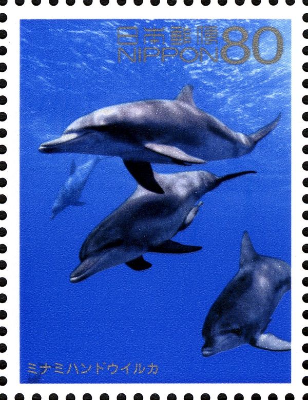 Indo-Pacific Bottlenose Dolphin (Tursiops aduncus)