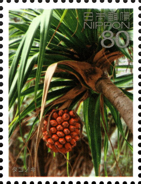 Pandanus boninensis