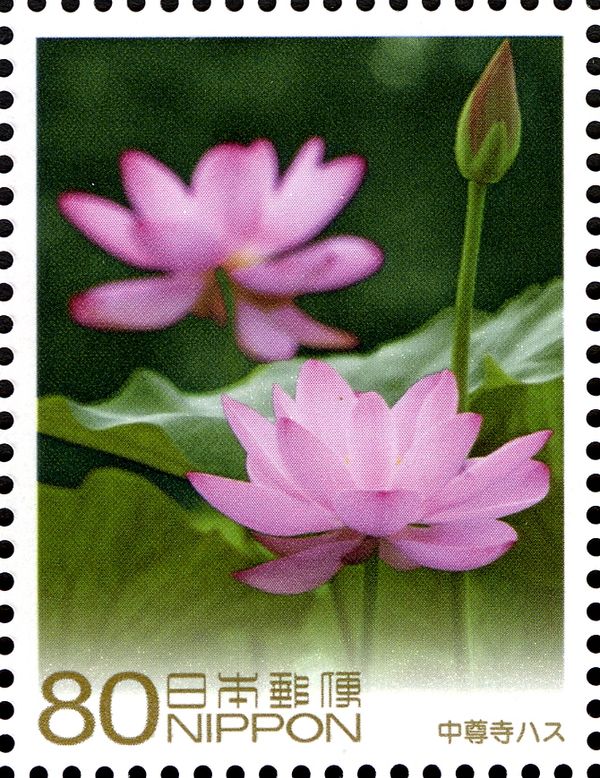 Nelumbo nucifer, Chuson-ji
