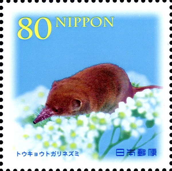 Eurasian Least Shrew (Sorex minutissimus)