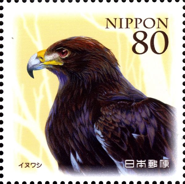 Golden Eagle (Aquila chrysaetos)
