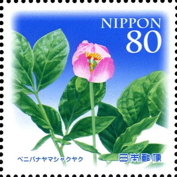 Paeonia obovata Maxim