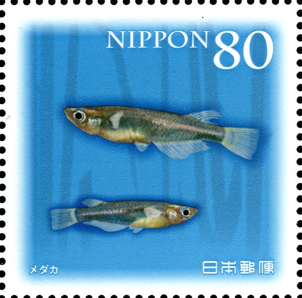 Japanese Rice Fish (Oryzias latipes)