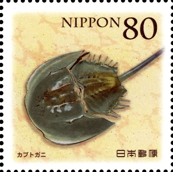 Tri-spine Horseshoe Crab (Tachypleus tridentatus)