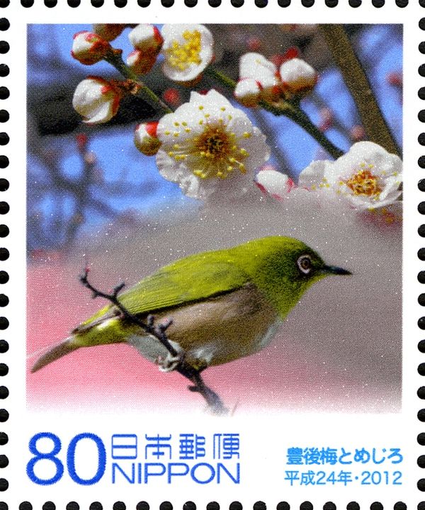 Plum Tree Flower (Prunus Mume var Bungo), Japanese White-eye