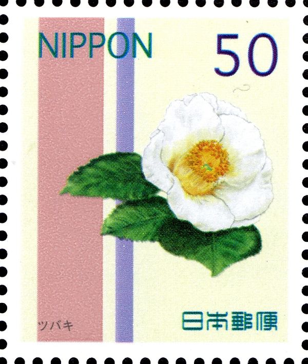 Camellia japonica