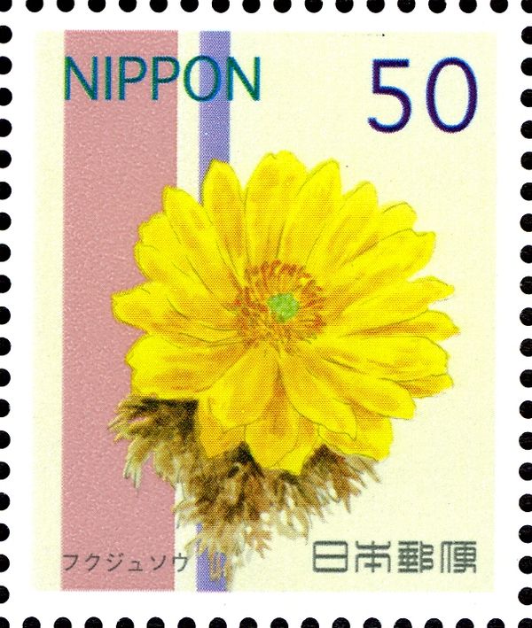 Adonis ramosa