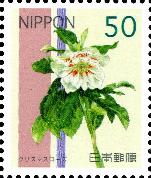 Helleborus