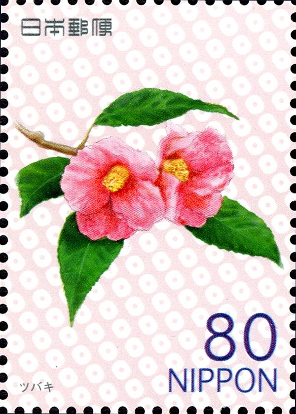 Camellia japonica