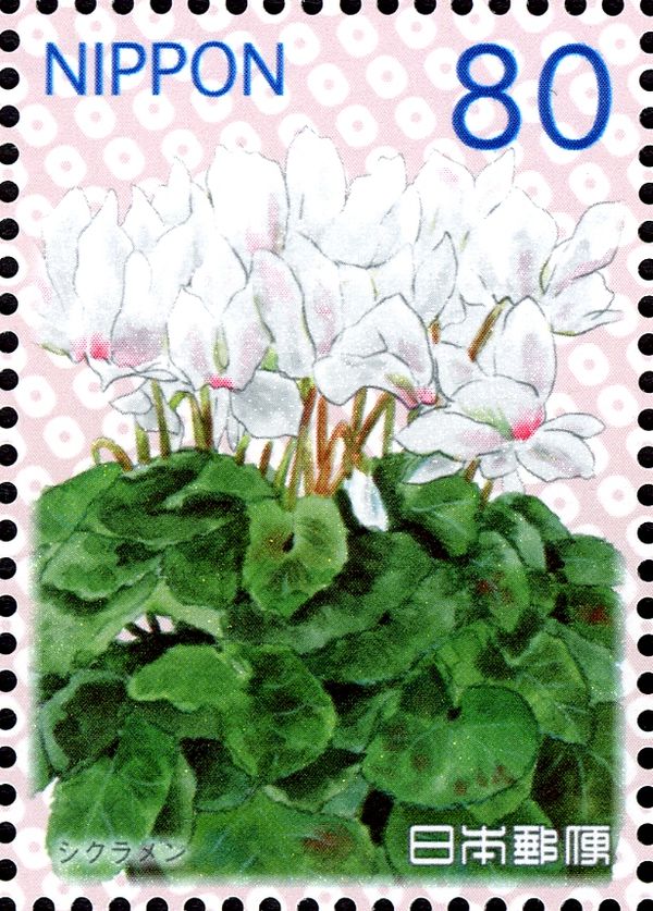 Cyclamen persicum