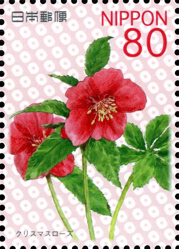 Helleborus