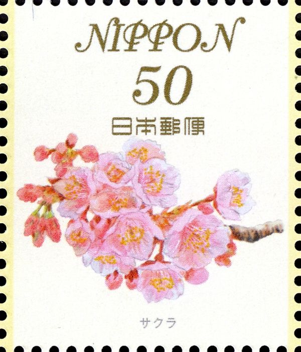 Cherry Blossoms (Prunus cerasus)