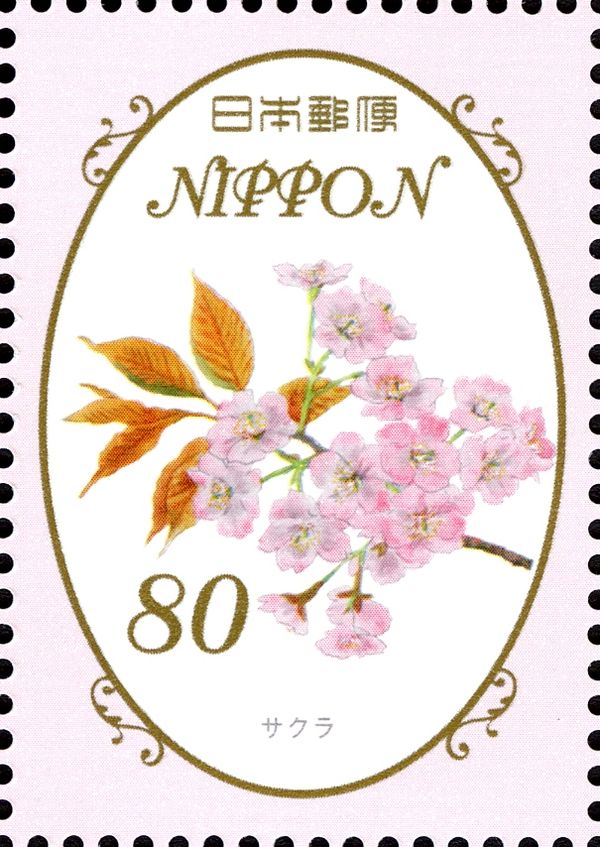 Cherry Blossoms (Prunus cerasus)