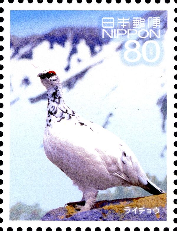 Rock Ptarmigan (Lagopus Muta)