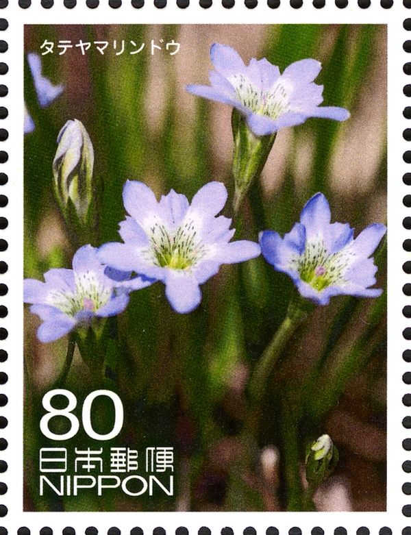 Tateyama Gentian (Gentiana thunbergii)